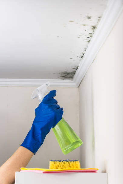 Best Mold Remediation Services  in Prairie City, IA